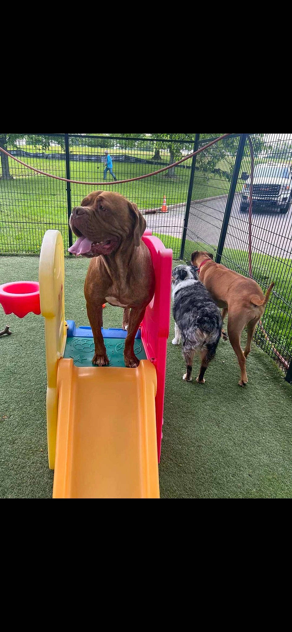 Athena is registered to the contest to win money with this photo: canidae, carnivore, collar, companion_dog, dog, dog_breed, dog_collar, dog_supply, fawn, fence, grass, gun_dog, leash, liver, pet_supply, plant, sporting_group, tail, working_animal, working_dog