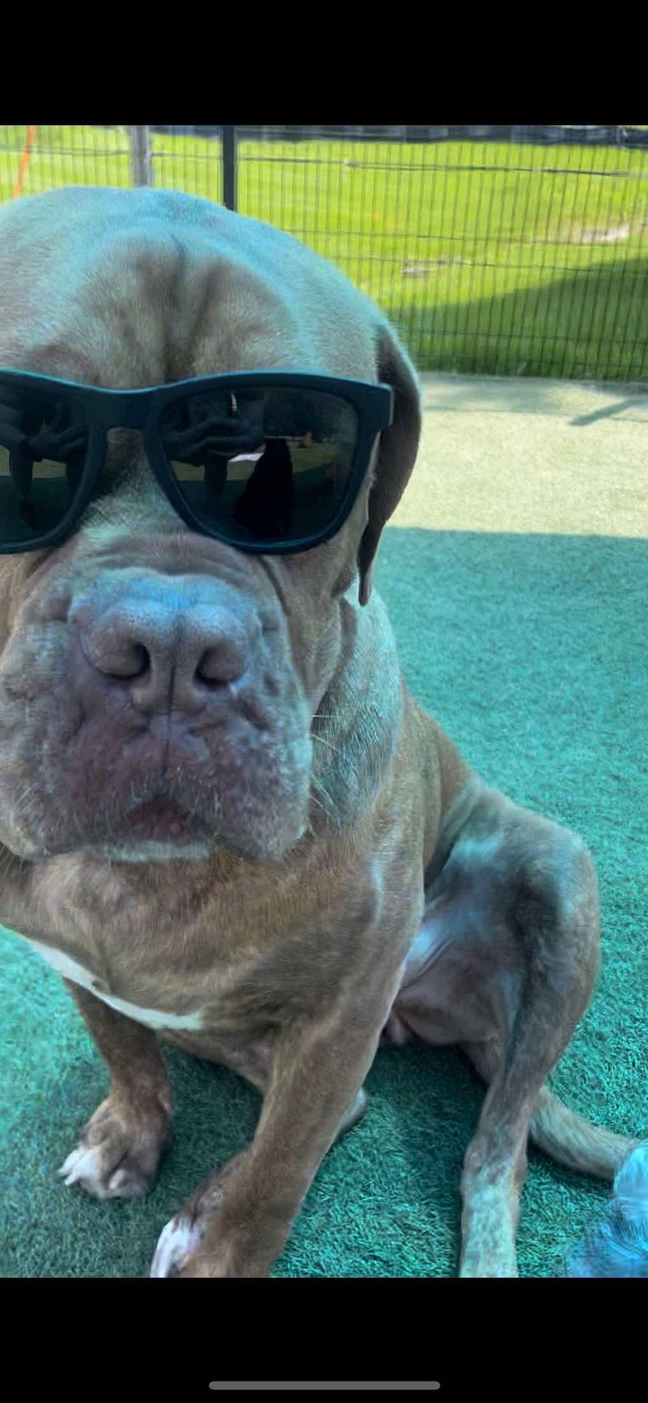 Athena joined the competition — help win amazing prizes! bulldog, canidae, carnivore, companion_dog, dog, dog_breed, eyewear, fawn, grass, guard_dog, liver, mesh, molosser, snout, sporting_group, terrestrial_animal, whiskers, working_animal, working_dog, wrinkle