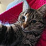 Nénette a rejoint le concours — aidez-le/la à gagner de superbes lots ! cat, tabby_cat, pet, close_up, feline, whiskers, fur, pink_blanket, indoor, relaxing, texture, animal, cute, portrait, domestic_animal, laying_down, eye_contact, soft_light, cozy, home