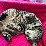 Nénette a rejoint le concours — aidez-le/la à gagner de superbes lots ! cat, tabby, sleeping, relaxed, pink_blanket, fur, pet, domestic_animal, whiskers, paw, cozy, indoor, cute, resting, animal, feline, soft, comfort, nap, content
