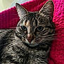 cat, tabby_cat, close_up, animal, pet, whiskers, green_eyes, fur, domestic_cat, resting, pink_blanket, texture, indoor, cozy, portrait, relaxed, feline, cute, soft_light, mammal