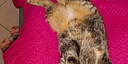 Nénette a rejoint le concours — aidez-le/la à gagner de superbes lots ! cat, tabby, pet, animal, feline, relaxed, lying_down, pink_blanket, indoor, fur, whiskers, ears, paws, cute, cozy, floor_tiles, domestic, looking_at_camera, fluffy, resting