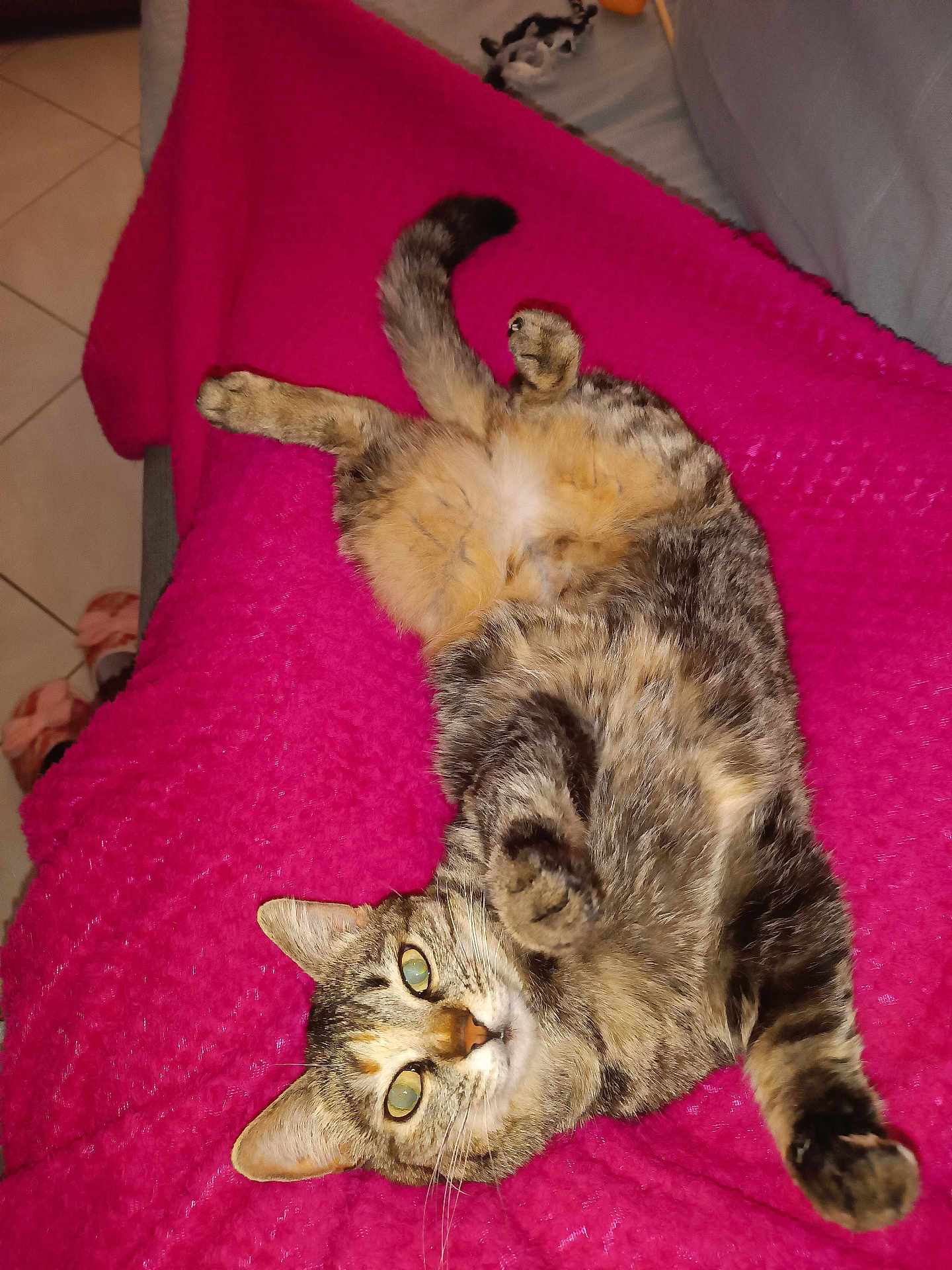 Nénette
