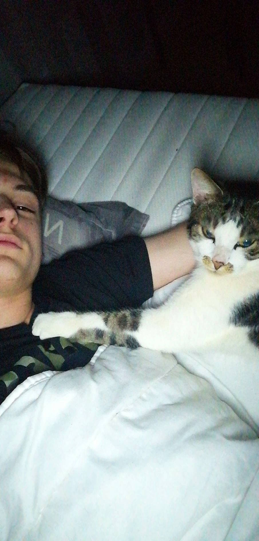 Popeye participe au concours pour gagner de l'argent avec cette photo : bed, bedding, carnivore, cat, comfort, domestic_short_haired_cat, eyewear, felidae, formal_wear, fur, gesture, happy, human_leg, lap, linens, paw, sitting, small_to_medium_sized_cats, tail, whiskers