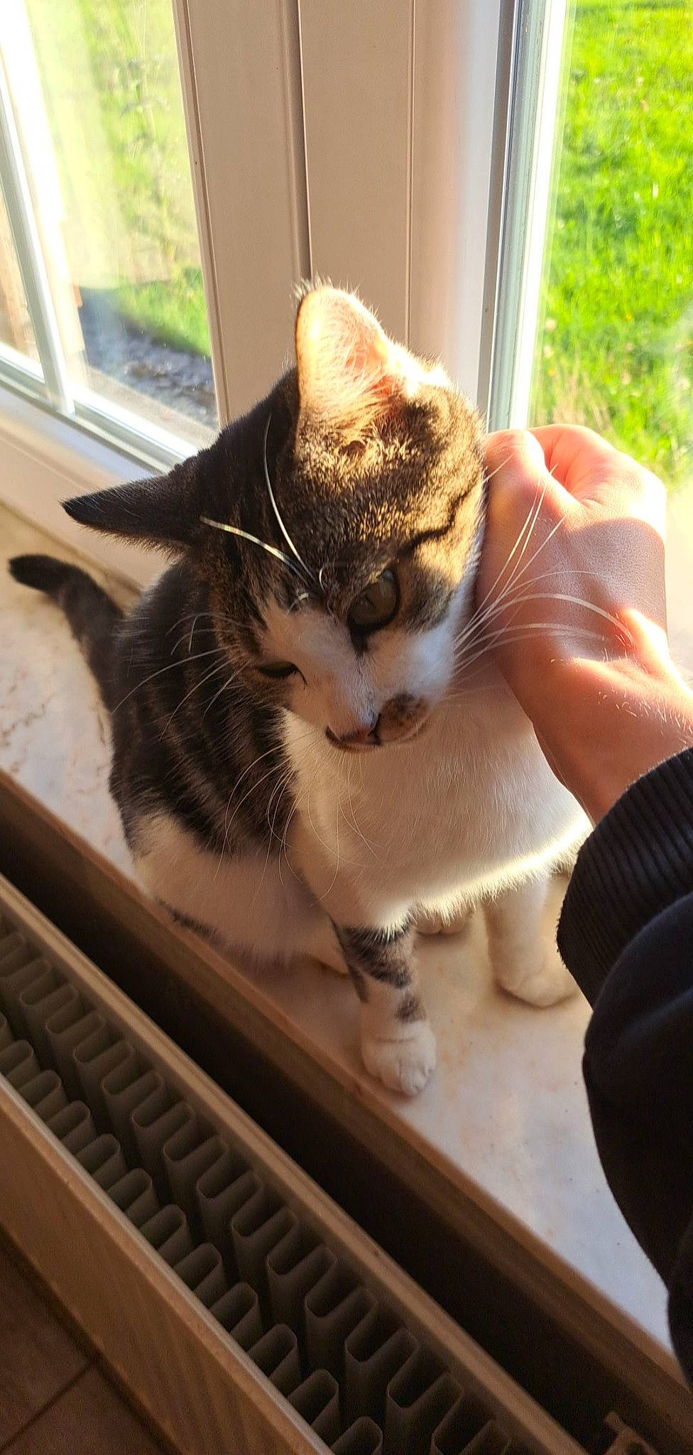 Popeye a rejoint le concours — aidez-le/la à gagner de superbes lots ! carnivore, cat, claw, comfort, computer_keyboard, domestic_short_haired_cat, fawn, felidae, fur, human_leg, lap, paw, plant, sitting, small_to_medium_sized_cats, snout, tail, whiskers, window, wood