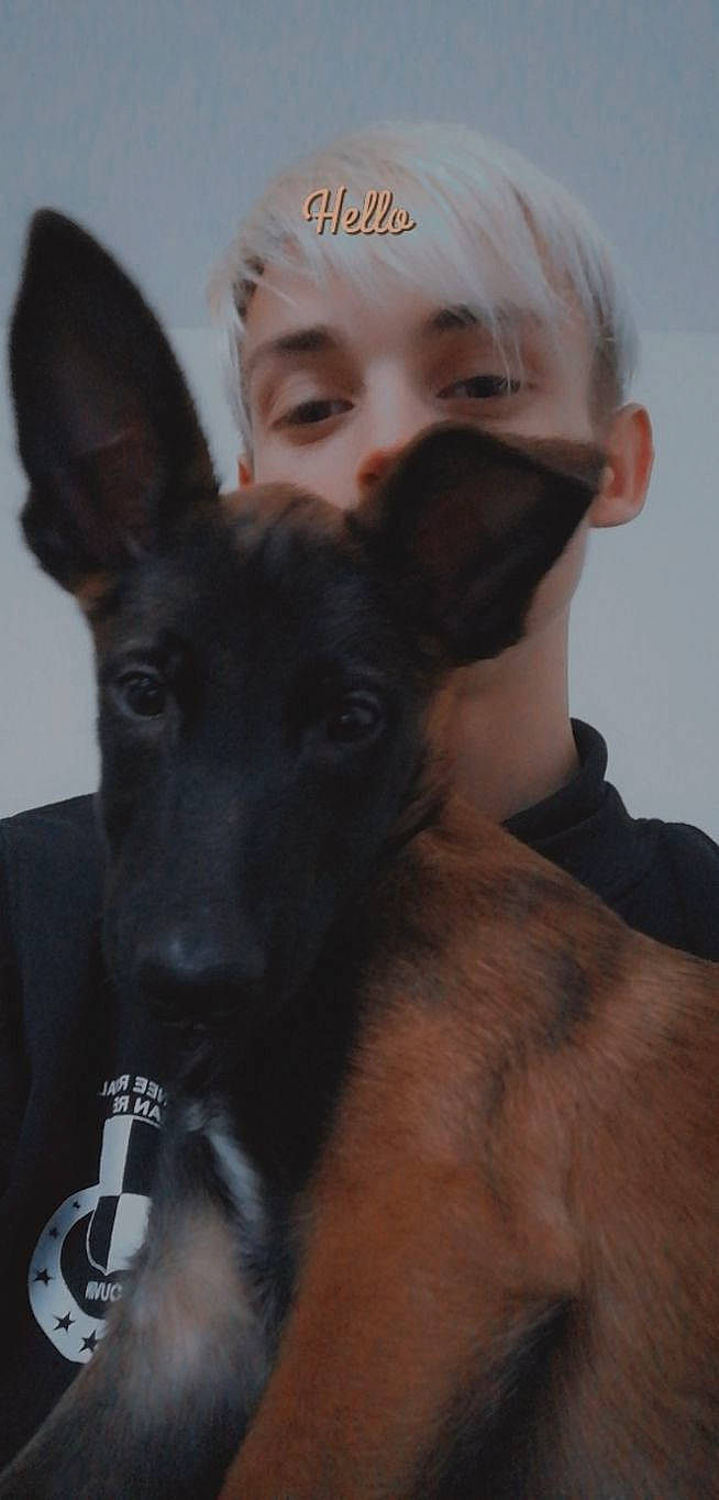 Mikasa participe au concours pour gagner de l'argent avec cette photo : ancient_dog_breeds, carnivore, companion_dog, dog, dog_breed, ear, eye, fawn, fur, gesture, guard_dog, jaw, neck, sky, snout, sporting_group, toy_dog, whiskers, working_animal, working_dog