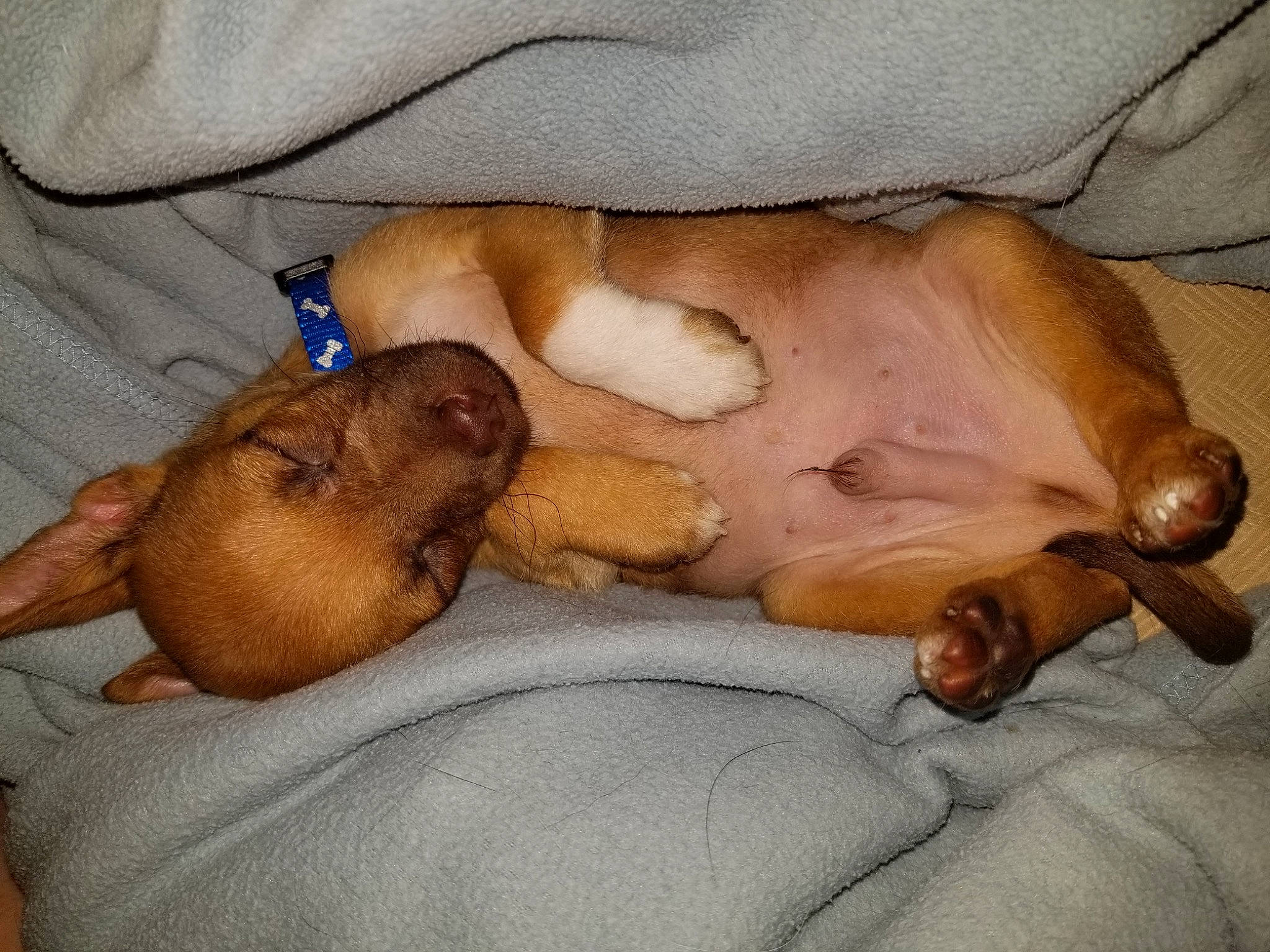 Harley is registered to the contest to win money with this photo: barechested, canidae, carnivore, chest, cloud, comfort, companion_dog, dog, dog_breed, ear, fawn, fur, linens, liver, nap, paw, snout, sporting_group, whiskers, working_animal