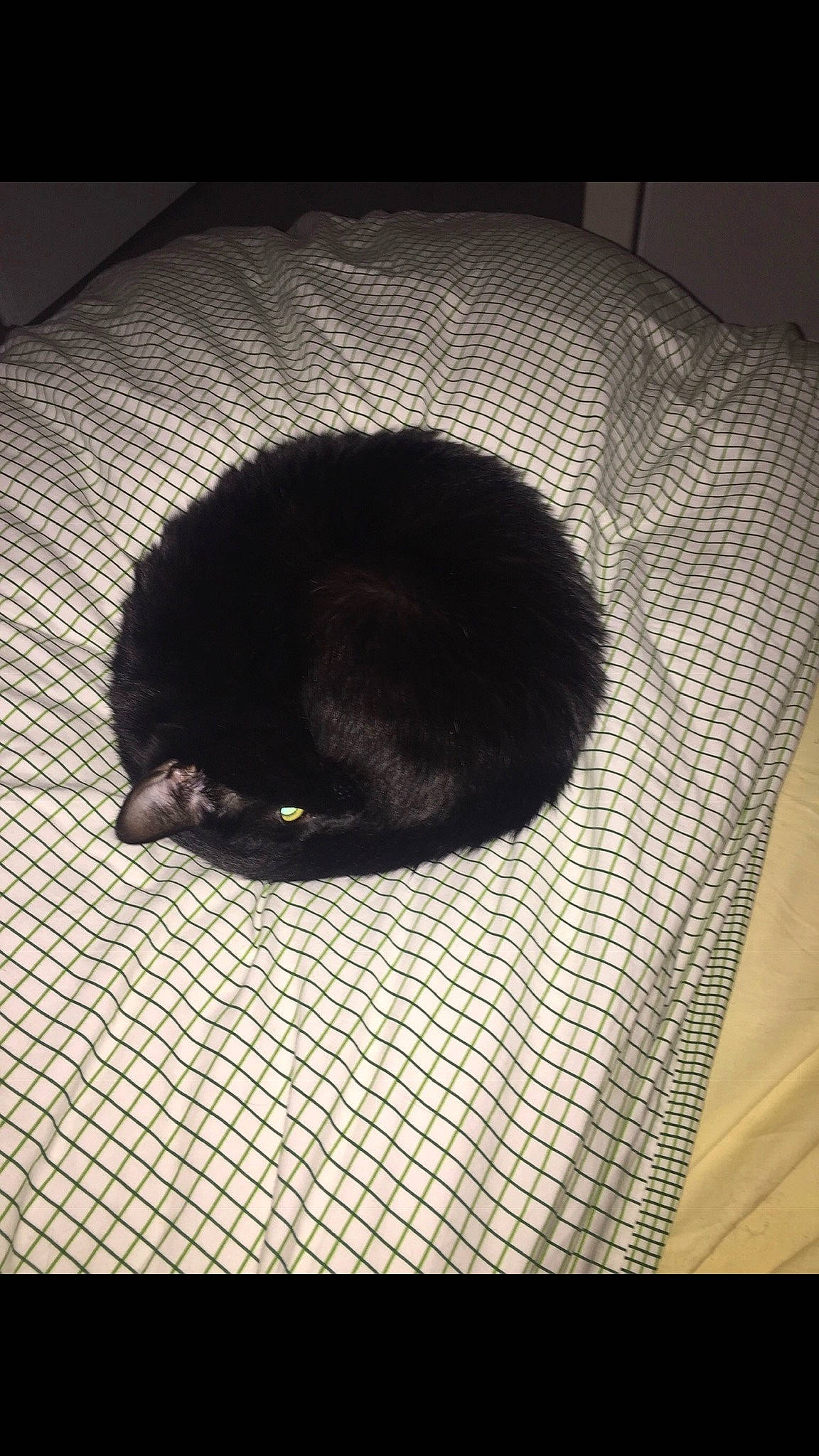 Biggie a rejoint le concours — aidez-le/la à gagner de superbes lots ! black, black_cat, cat, ear, felidae, fur, small_to_medium_sized_cats, snout, tail, whiskers