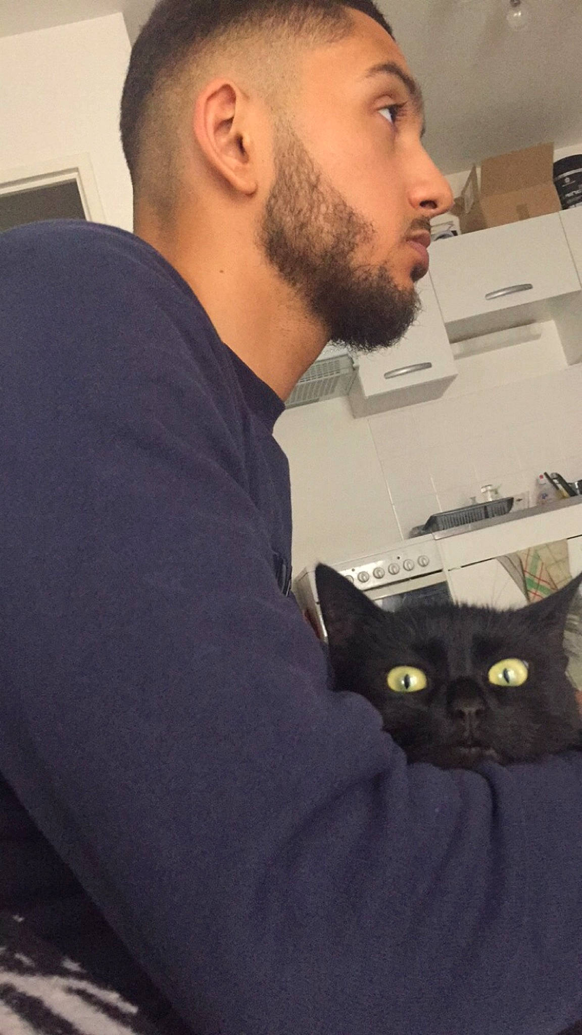 Biggie participe au concours pour gagner de l'argent avec cette photo : asian, beard, carnivore, cat, domestic_short_haired_cat, facial_hair, felidae, moustache, small_to_medium_sized_cats, whiskers