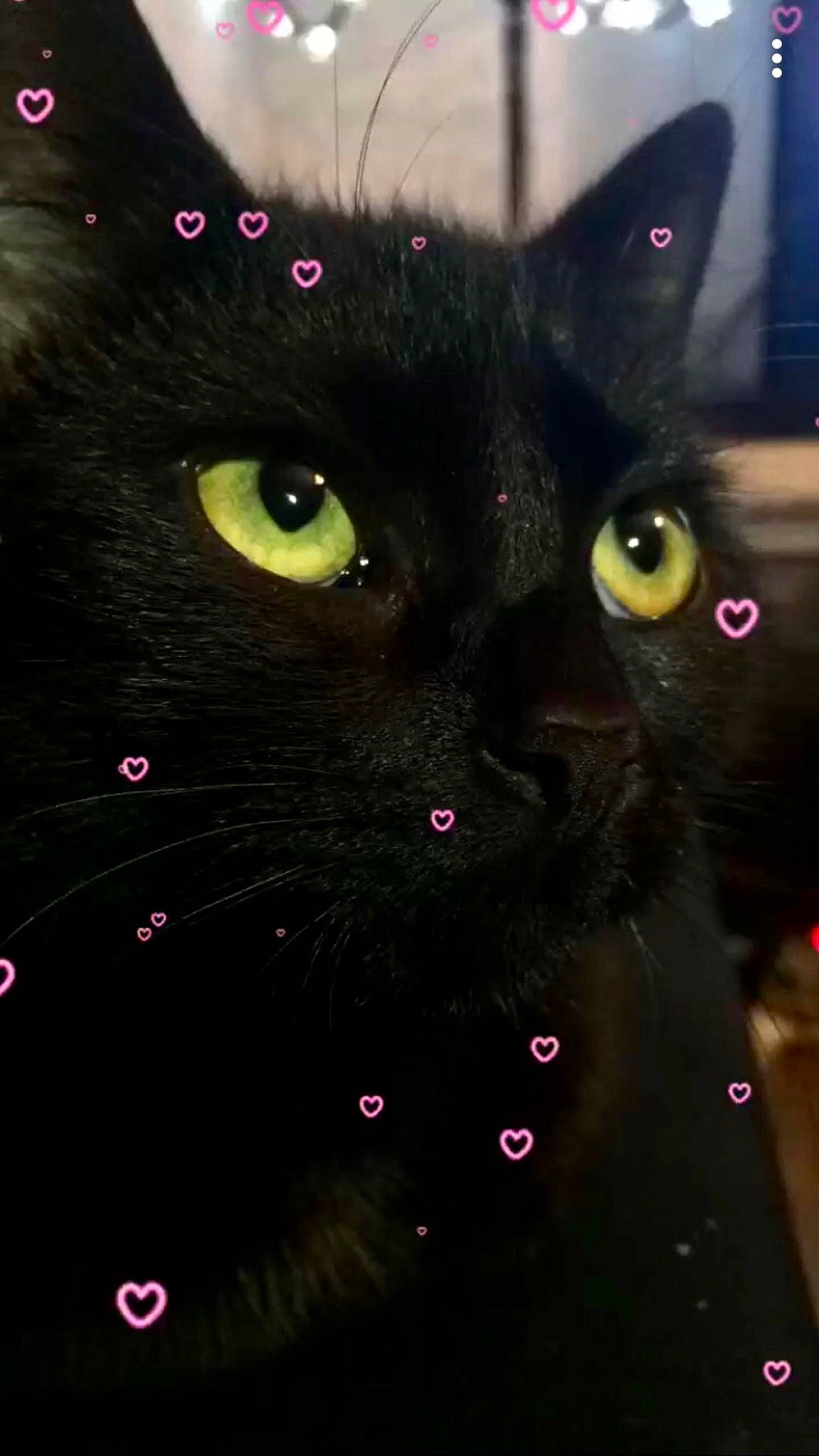 Biggie a rejoint le concours — aidez-le/la à gagner de superbes lots ! black, black_cat, black_hair, bombay, carnivore, cat, domestic_short_haired_cat, eye, felidae, iris, small_to_medium_sized_cats, snout, whiskers