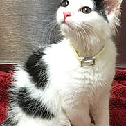 Oreo joined the competition — help win amazing prizes! kitten, cat, white, black, fur, collar, tag, red_towel, indoor, pet, cute, curious, sitting, animal, small, young, feline, soft, domestic, portrait