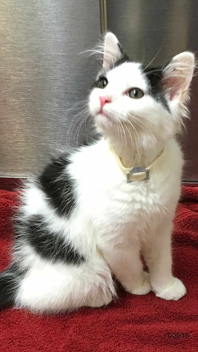 Oreo