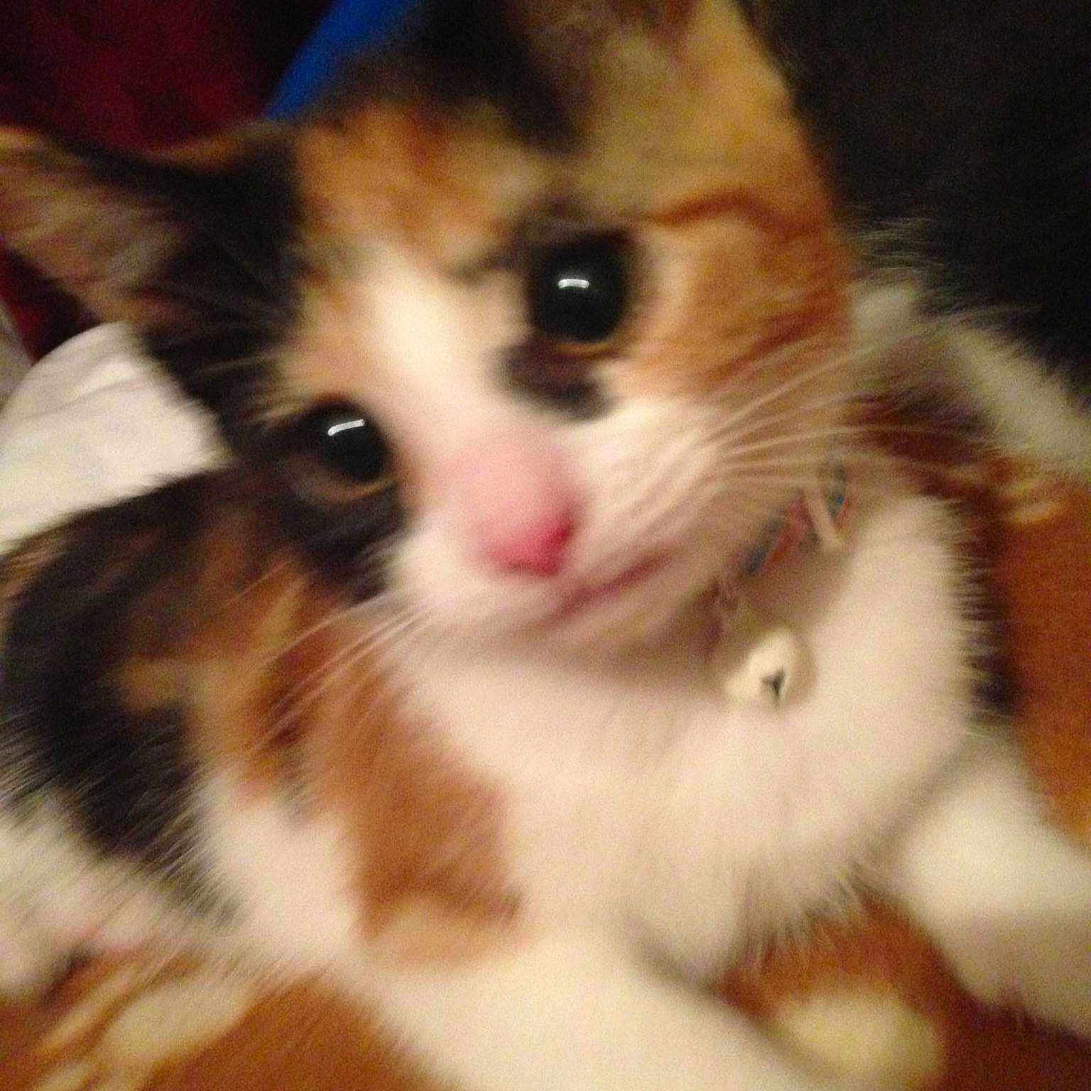 Renesmee joined the competition — help win amazing prizes!