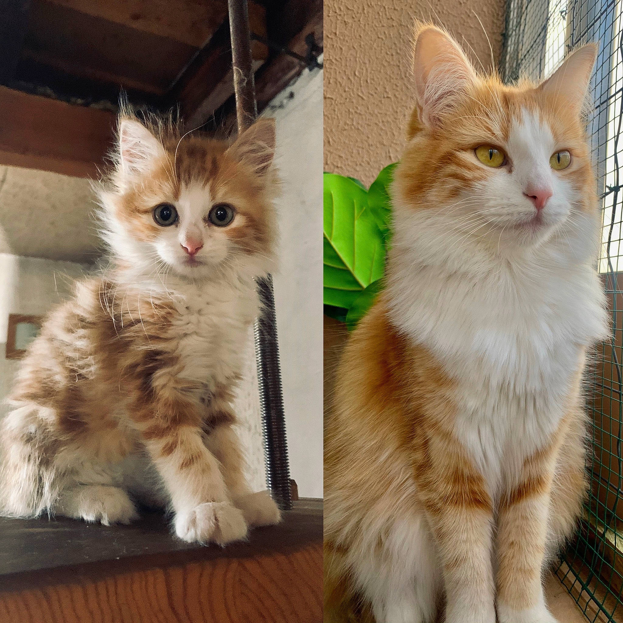 Yuna a rejoint le concours — aidez-le/la à gagner de superbes lots ! carnivore, cat, claw, domestic_short_haired_cat, eye, fawn, felidae, foot, fur, gesture, iris, mammal, paw, photo_caption, small_to_medium_sized_cats, snout, tail, vertebrate, whiskers, window