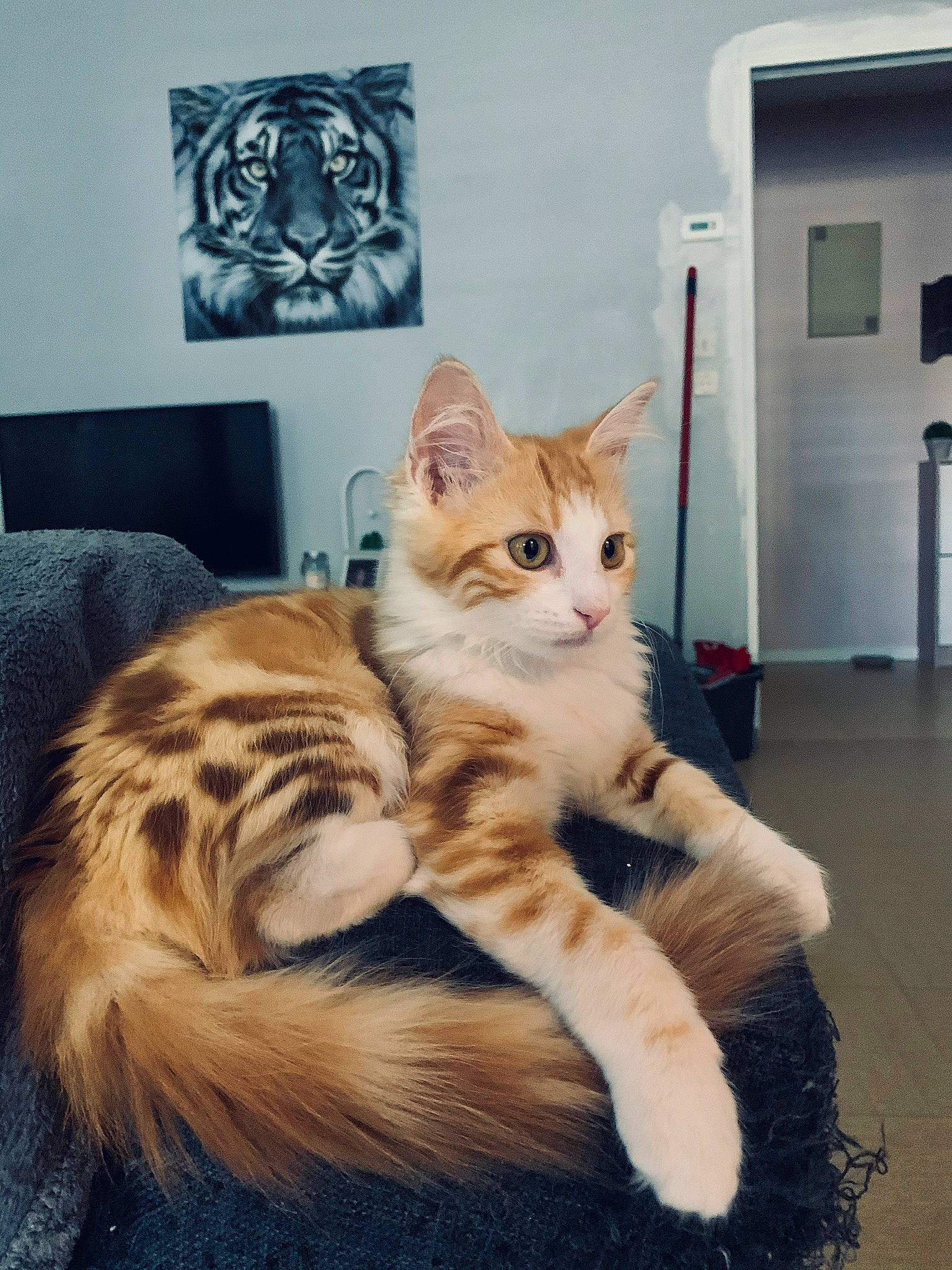 Yuna participe au concours pour gagner de l'argent avec cette photo : carnivore, cat, claw, comfort, domestic_short_haired_cat, door, eye, fawn, felidae, flooring, fur, paw, picture_frame, sitting, small_to_medium_sized_cats, snout, tail, whiskers, window, wood