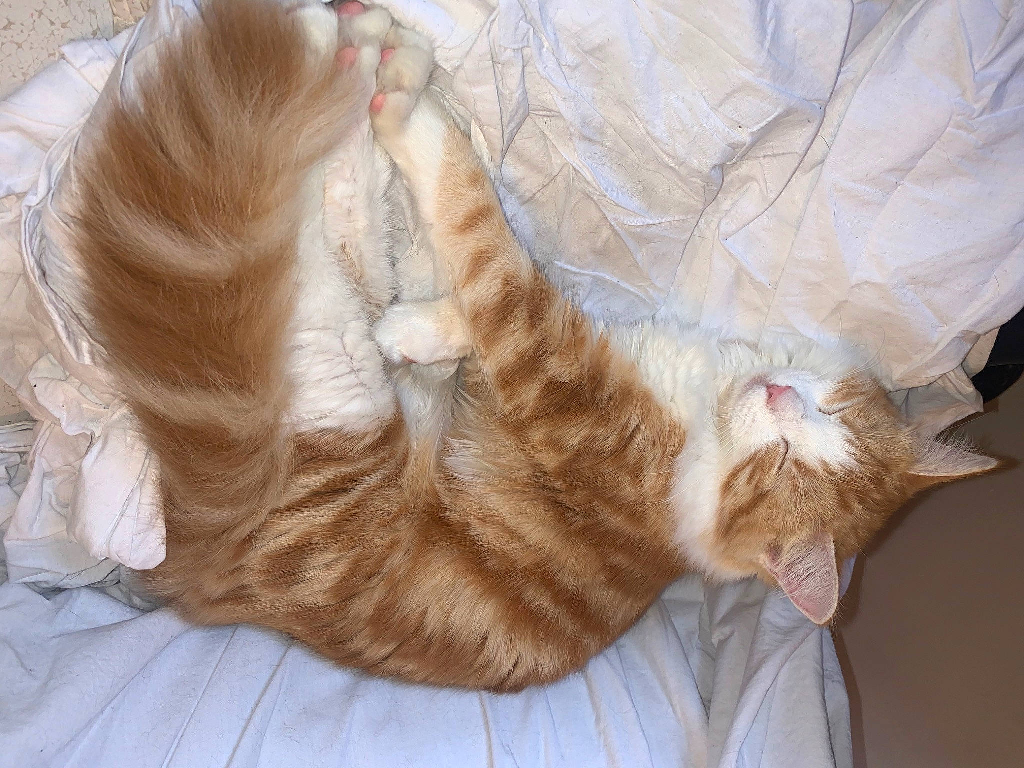 Yuna participe au concours pour gagner de l'argent avec cette photo : bed, carnivore, cat, claw, comfort, companion_dog, dress, fawn, felidae, foot, fur, linens, orange, paw, peach, small_to_medium_sized_cats, sporting_group, tail, whiskers, wood