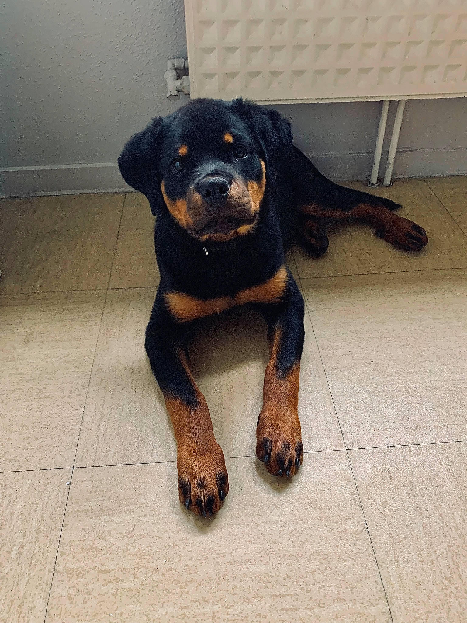 Syra participe au concours pour gagner de l'argent avec cette photo : canidae, carnivore, companion_dog, dog, dog_breed, flooring, fur, hunting_dog, liver, rottweiler, snout, sporting_group, terrestrial_animal, working_animal, working_dog