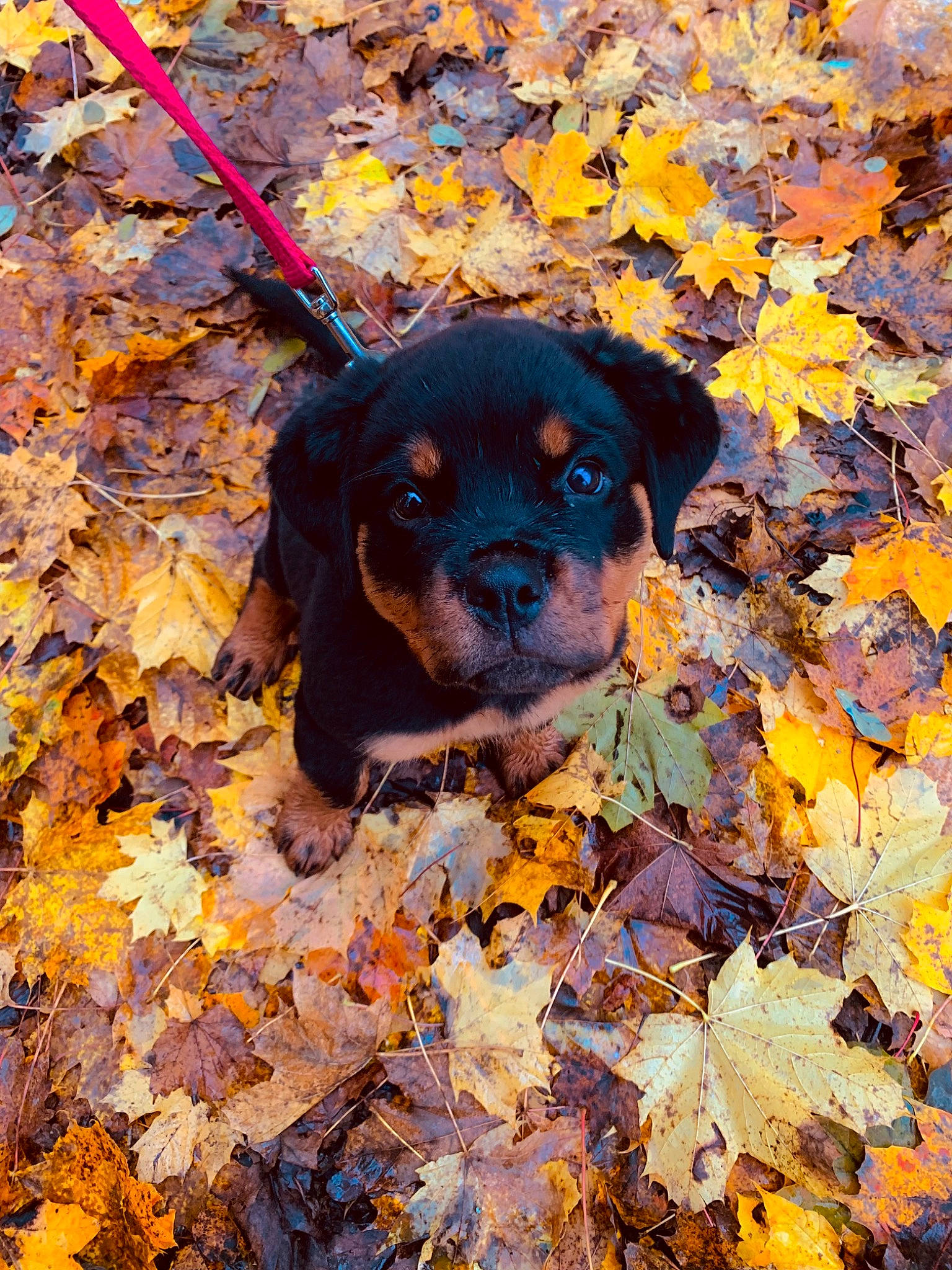 Syra participe au concours pour gagner de l'argent avec cette photo : canidae, carnivore, companion_dog, deciduous, dog, dog_breed, electric_blue, fawn, grass, leaf, liver, plant, snout, soil, sporting_group, sunglasses, tints_and_shades, tree, wood, working_animal