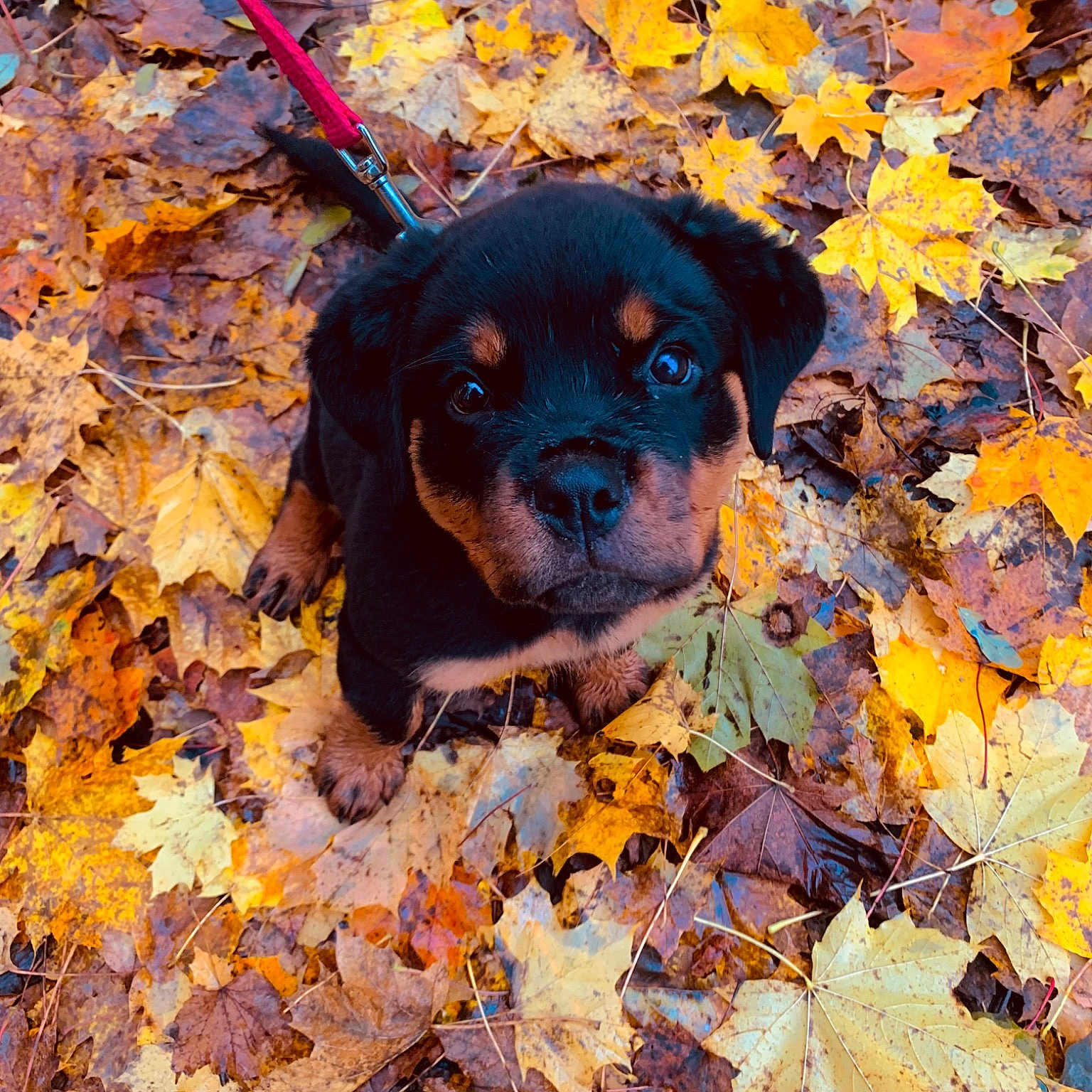 Syra