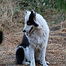 Mäyrä a rejoint le concours — aidez-le/la à gagner de superbes lots ! animal, black_and_white, blue_eyes, canine, daylight, dog, ears, friendly, fur, grass, ground, looking_away, mammal, nature, outdoor, pet, portrait, sitting, tongue_out, wildlife