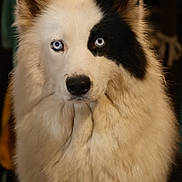 Mäyrä a rejoint le concours — aidez-le/la à gagner de superbes lots ! animal, black_patch, blue_eyes, calm, canine, close_up, cute, dog, domestic_animal, ears_up, face, fluffy, indoor, long_fur, looking_at_camera, mammal, pet, portrait, unique_markings, white_fur