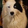 animal, black_patch, blue_eyes, calm, canine, close_up, cute, dog, domestic_animal, ears_up, face, fluffy, indoor, long_fur, looking_at_camera, mammal, pet, portrait, unique_markings, white_fur