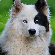 Mäyrä participe au concours pour gagner de l'argent avec cette photo : dog, animal, blue_eyes, fluffy, black_and_white, portrait, outdoor, nature, fur, canine, ears, face, muzzle, grass, closeup, looking_at_camera, pet, alert, background_blur, wildlife