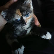 Trixie is registered to the contest to win money with this photo: kitten, cat, calico, blue_eyes, paw, feline, close_up, cute, pet, animal, domestic, fur, whiskers, hand, resting, young, soft, dark_background, portrait, cozy