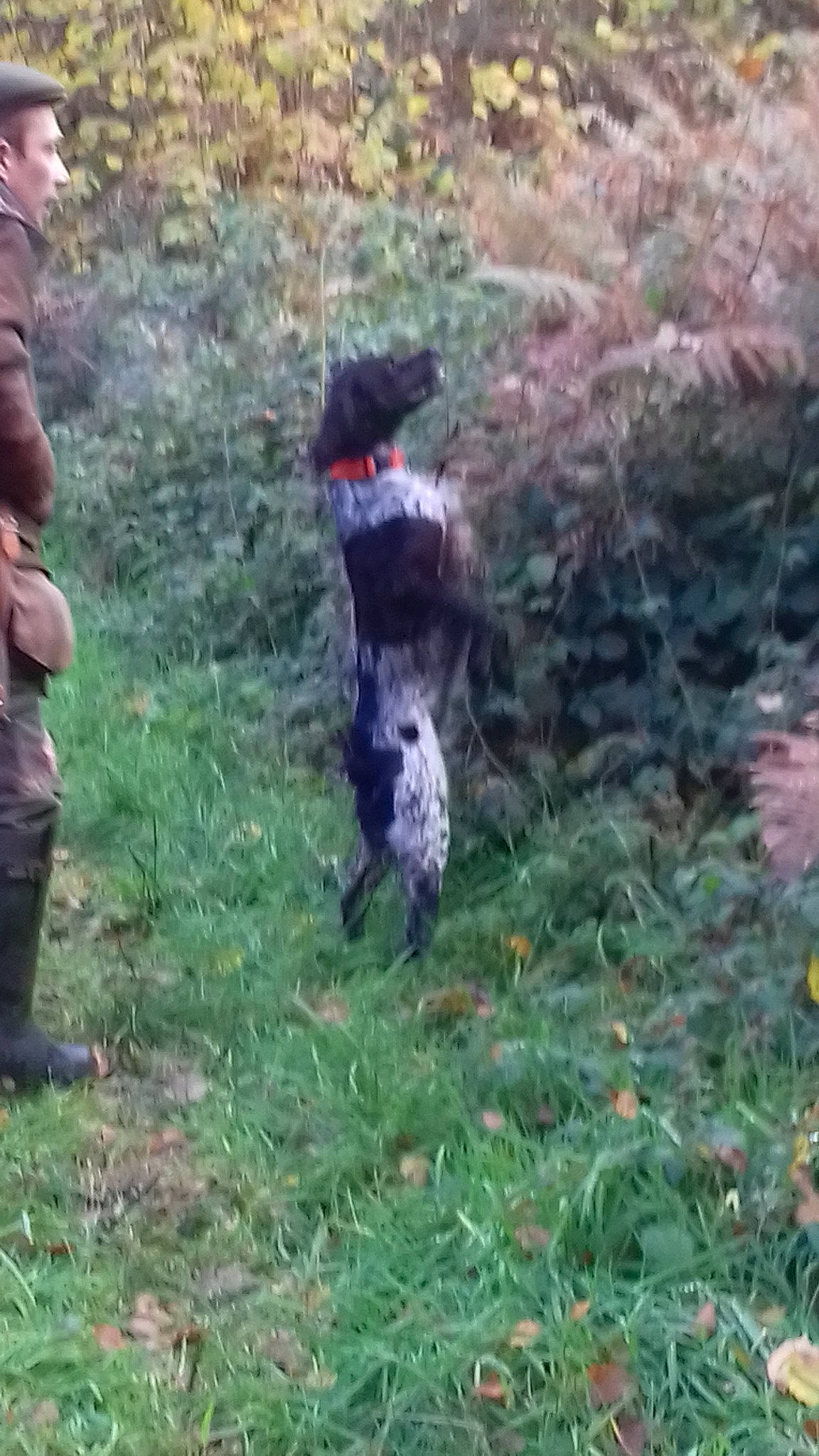 Jodie a rejoint le concours — aidez-le/la à gagner de superbes lots ! canidae, carnivore, dog, dog_breed, field_trial, german_shorthaired_pointer, gun_dog, hunting_dog, large_munsterlander, mammal, pointer, pointing_breed, retriever, small_munsterlander, sporting_group, vertebrate