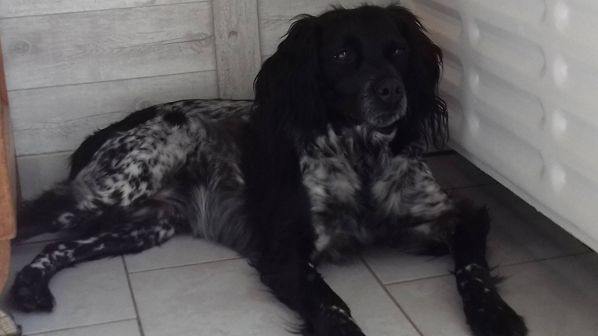 Jodie participe au concours pour gagner de l'argent avec cette photo : blue_picardy_spaniel, boykin_spaniel, canidae, carnivore, cocker_spaniel, companion_dog, dog, dog_breed, english_cocker_spaniel, field_spaniel, fur, german_spaniel, large_munsterlander, mammal, rare_breed_dog, retriever, russian_spaniel, spaniel, sporting_group, vertebrate