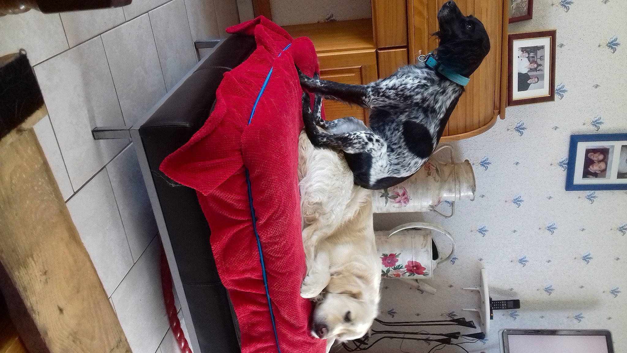 Gualvy a rejoint le concours — aidez-le/la à gagner de superbes lots ! art, carmine, companion_dog, costume, dog_breed, fashion_design, fawn, fictional_character, flooring, formal_wear, fur, house, human_leg, linens, magenta, picture_frame, room, stuffed_toy, visual_arts, wood