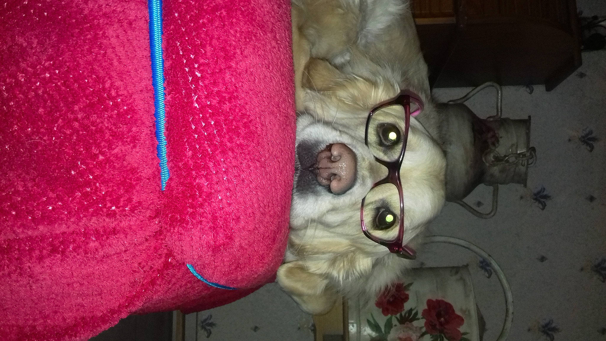 Gualvy participe au concours pour gagner de l'argent avec cette photo : carnivore, cat, ear, felidae, fur, pink, small_to_medium_sized_cats, snout, whiskers