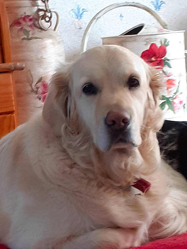 Gualvy participe au concours pour gagner de l'argent avec cette photo : akbash_dog, canidae, carnivore, companion_dog, dog, dog_breed, fawn, fur, golden_retriever, great_pyrenees, labrador_retriever, mammal, maremma_sheepdog, nose, puppy, rare_breed_dog, retriever, snout, sporting_group, vertebrate