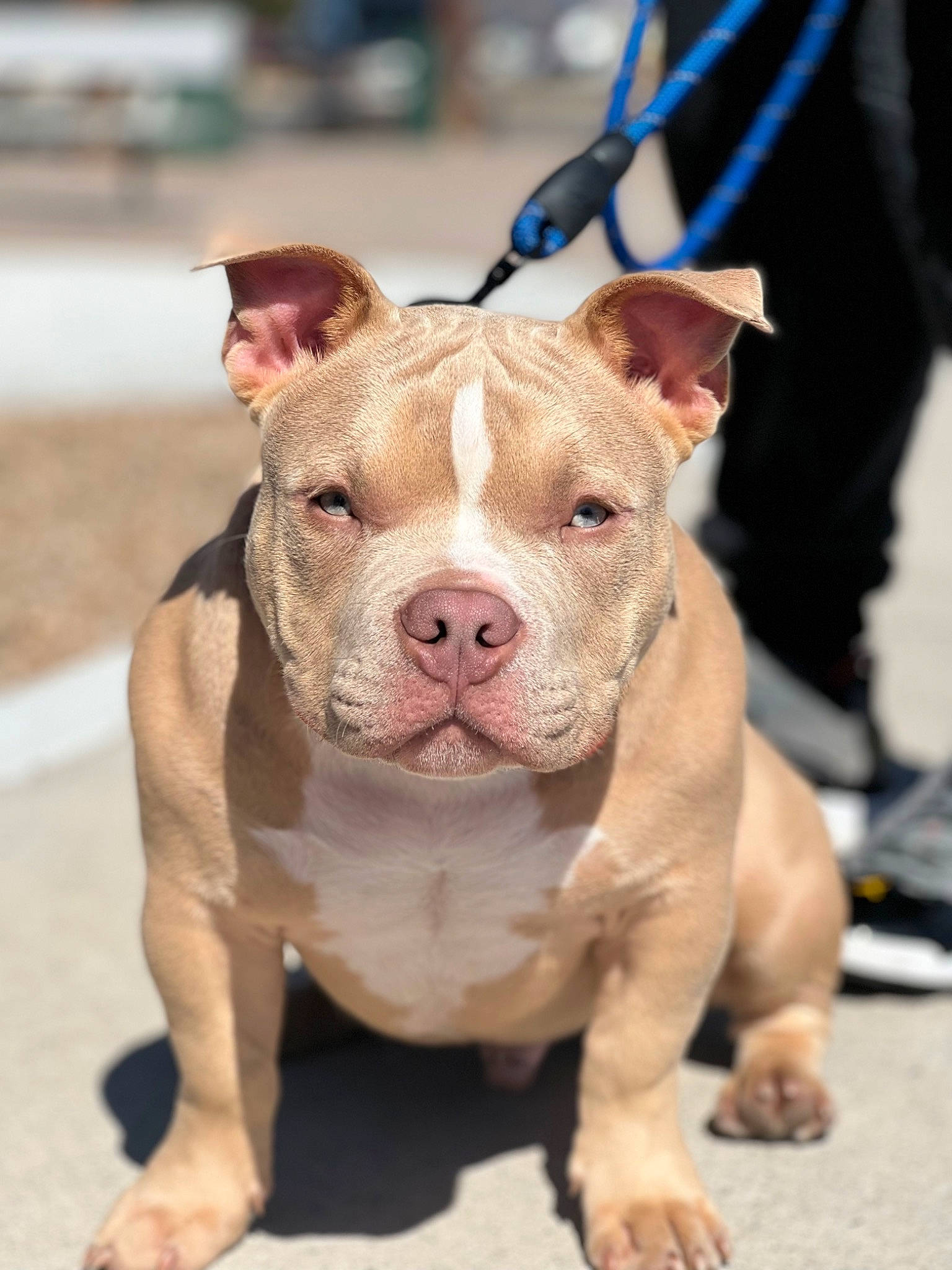 Capone is registered to the contest to win money with this photo: ancient_dog_breeds, bulldog, carnivore, companion_dog, dog, dog_breed, fawn, molosser, non_sporting_group, snout, terrestrial_animal, working_animal, working_dog, wrinkle
