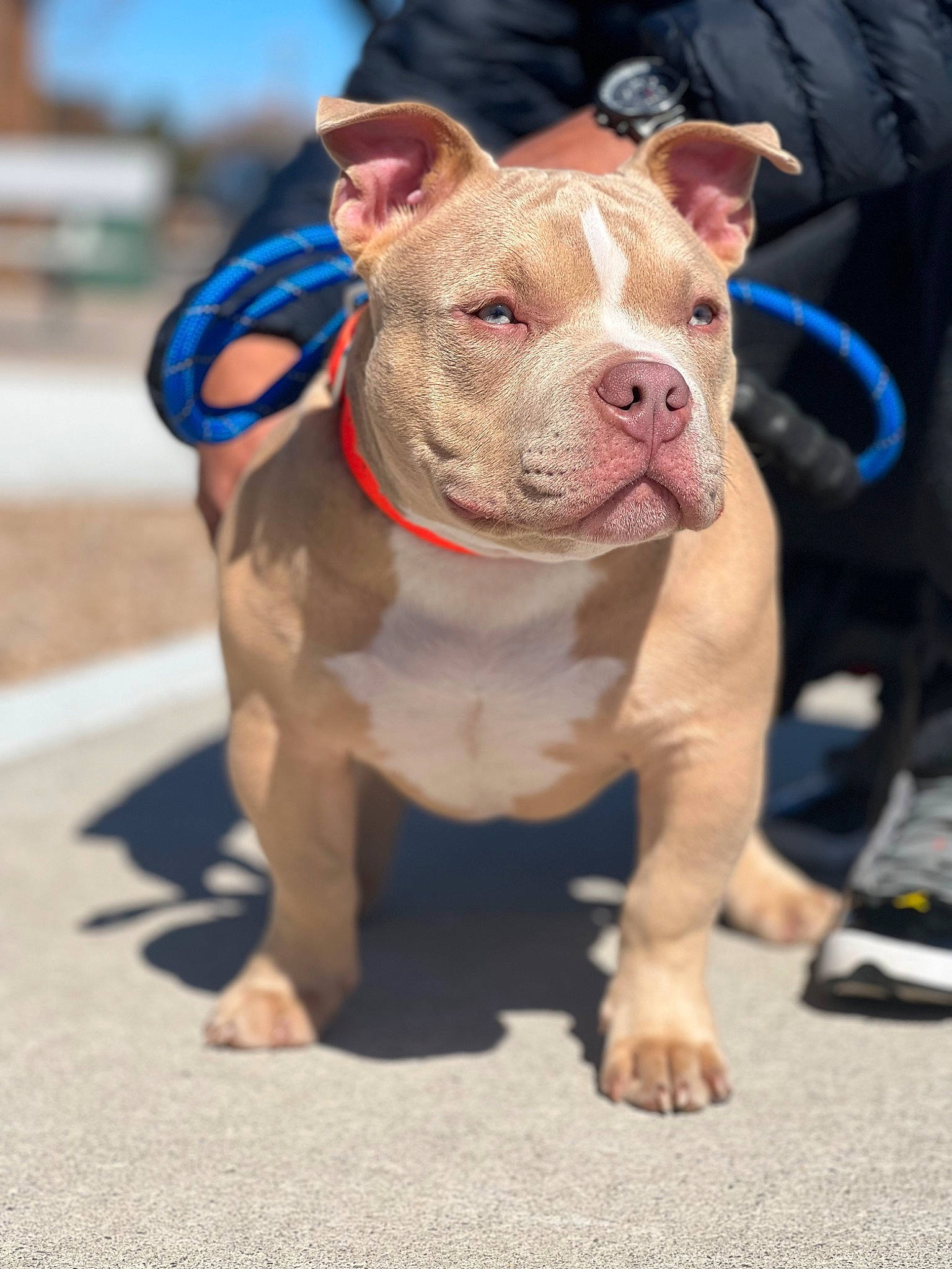 Capone is registered to the contest to win money with this photo: bulldog, canidae, carnivore, collar, companion_dog, cordoba_fighting_dog, dog, dog_breed, dog_collar, electric_blue, fawn, leash, molosser, non_sporting_group, pit_bull, snout, sporting_group, working_animal, working_dog, wrinkle