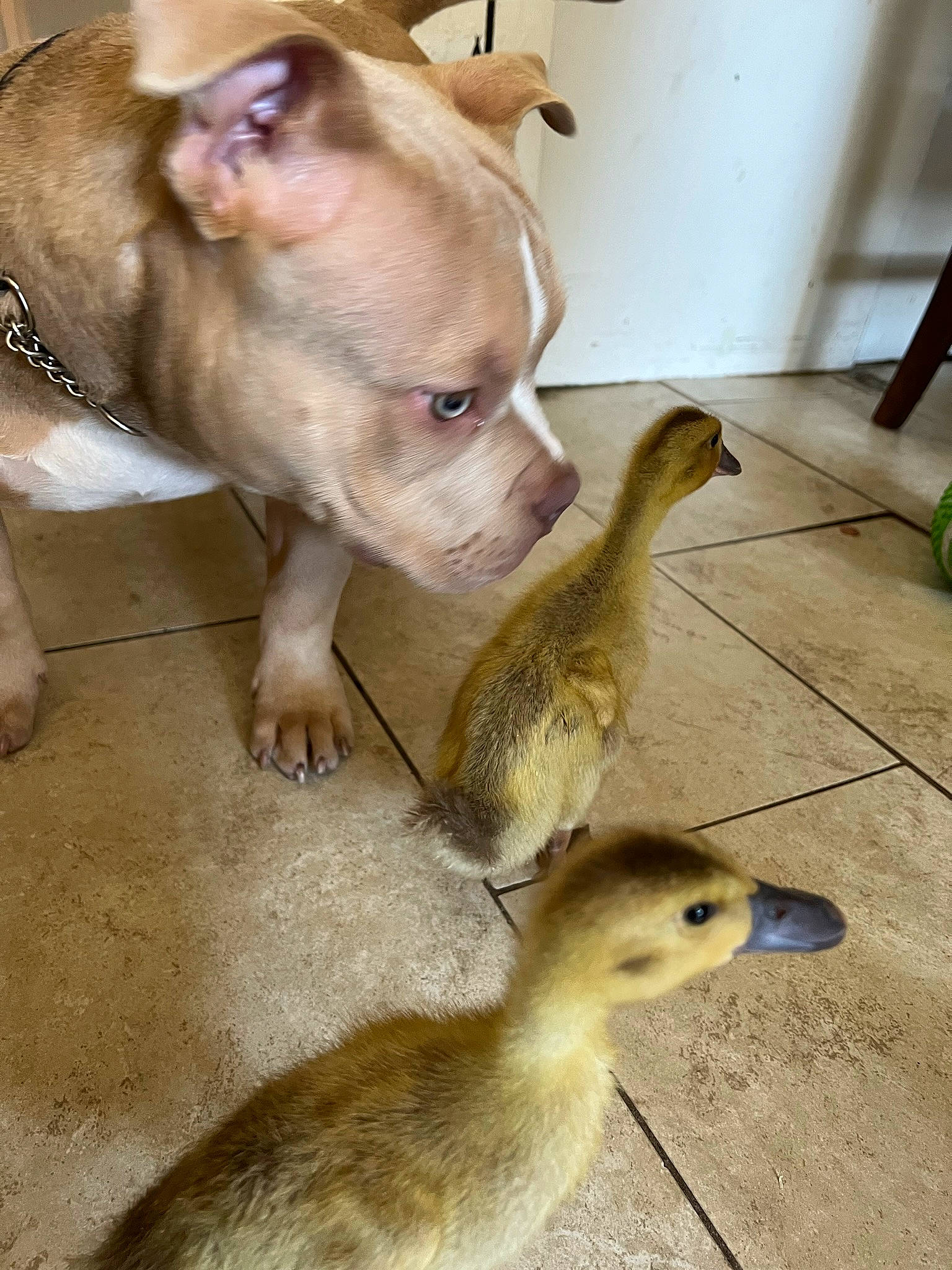 Capone joined the competition — help win amazing prizes! _geese_and_swans, beak, bird, carnivore, companion_dog, dog, dog_breed, ducks, fawn, mammal, marsupial, photograph, snapshot, snout, tail, terrestrial_animal, toy_dog, vertebrate, waterfowl, whiskers