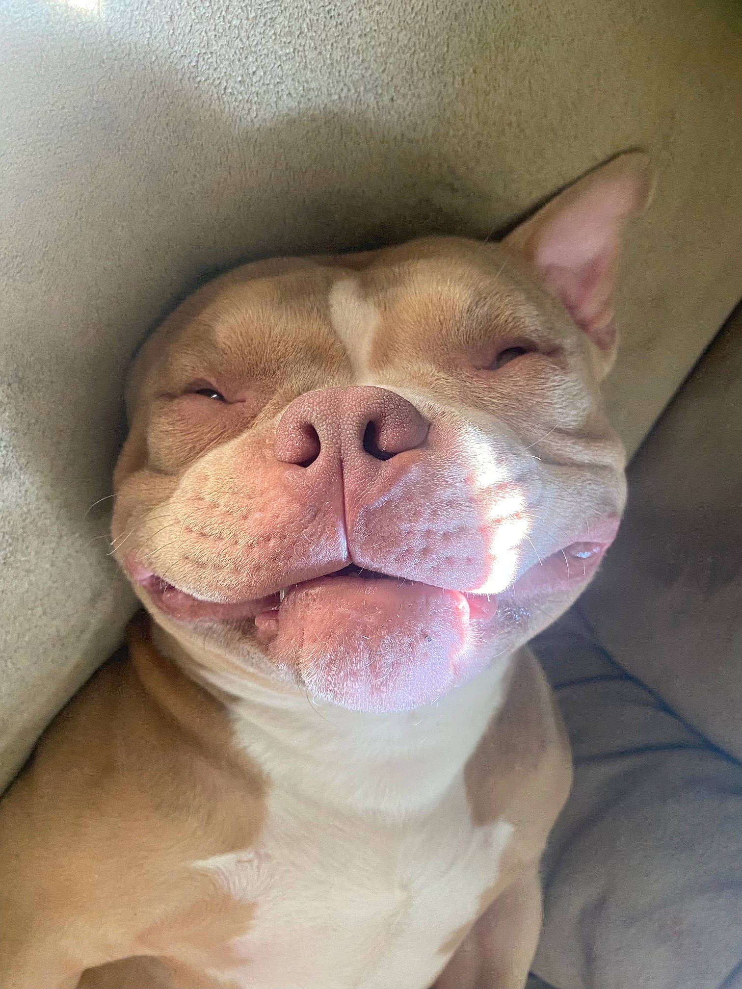 Capone joined the competition — help win amazing prizes! canidae, carnivore, close_up, companion_dog, dog, dog_breed, ear, eye, fawn, human_body, jaw, liver, no_expression, snout, sporting_group, terrestrial_animal, throat, whiskers, working_animal, wrinkle