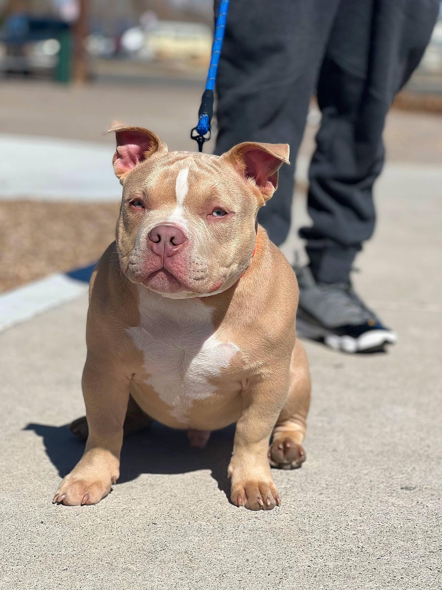 Capone joined the competition — help win amazing prizes! blazer, bulldog, canidae, carnivore, collar, companion_dog, dog, dog_breed, dog_collar, fawn, leash, non_sporting_group, road_surface, snout, sporting_group, terrestrial_animal, walking, working_animal, working_dog