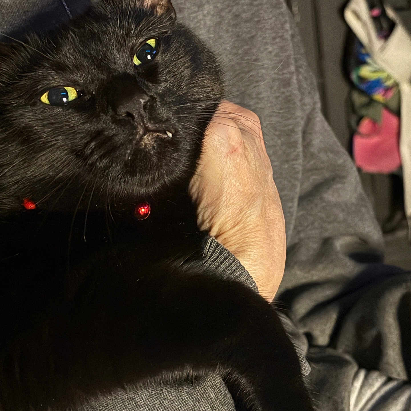 Gizmo is registered to the contest to win money with this photo: animal, black_cat, cat, claw, close_up, comfort, companion, cozy, cute, domestic_cat, fang, feline, fur, gray_sweater, holding, human_hand, indoor, pet, resting, yellow_eyes