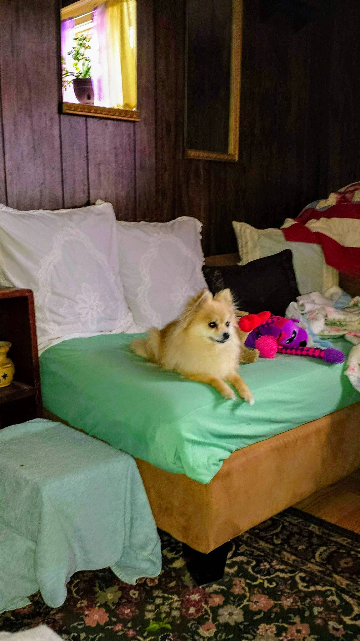 Lilyauna is registered to the contest to win money with this photo: bed, bedding, carnivore, comfort, companion_dog, dog, dog_breed, dog_supply, fawn, furniture, green, hardwood, interior_design, linens, picture_frame, pillow, textile, vertebrate, window, wood