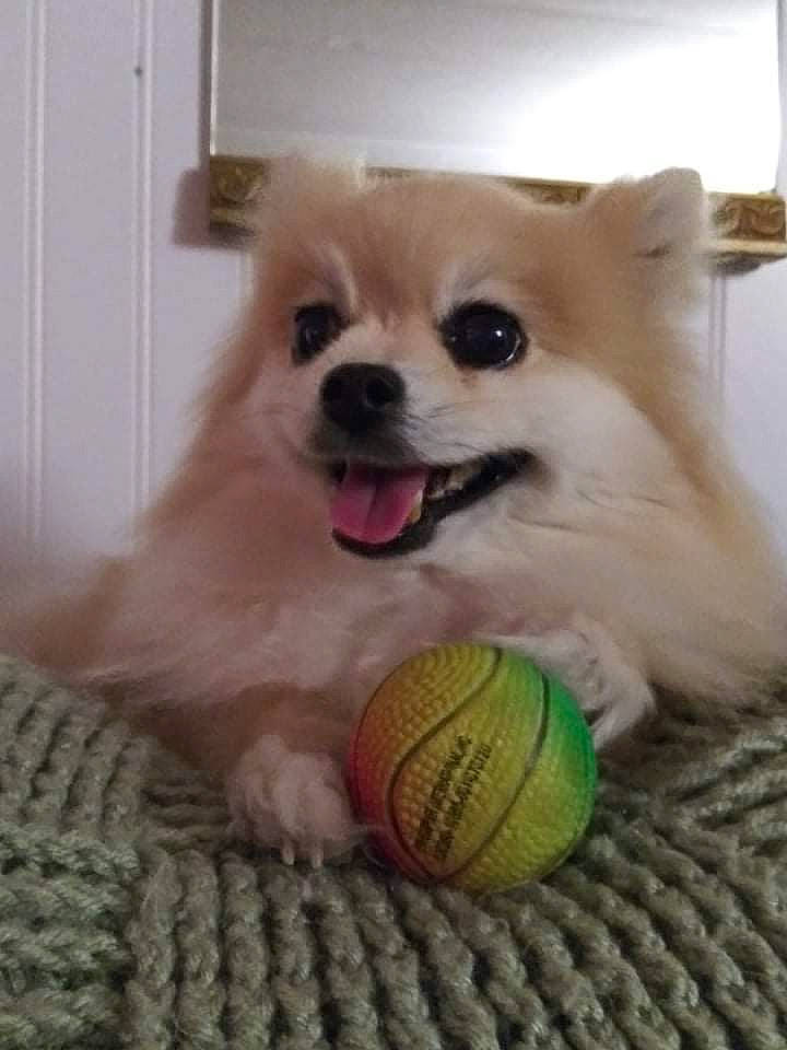 Lilyauna is registered to the contest to win money with this photo: ball, carnivore, companion_dog, dog, dog_breed, dog_supply, fawn, flooring, fur, german_spitz, german_spitz_klein, pomeranian, snout, spitz, sporting_group, sports_equipment, tennis_ball, toy_dog, whiskers, working_animal