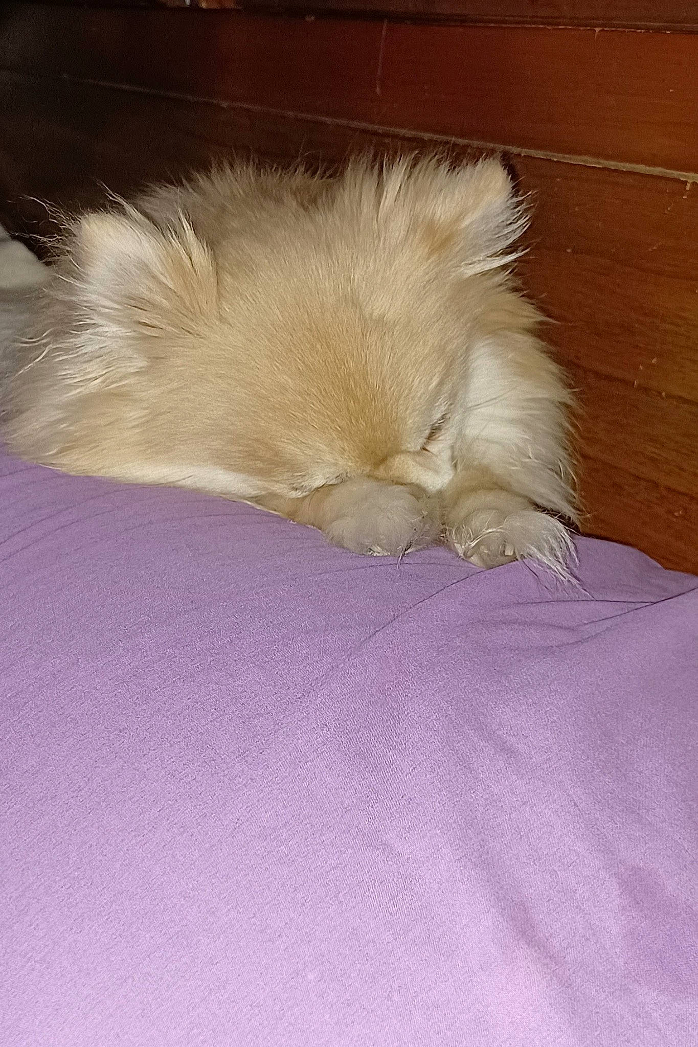 Lilyauna is registered to the contest to win money with this photo: animal_product, fashion_accessory, fawn, feather, fur, hardwood, natural_material, tail, wing, wood