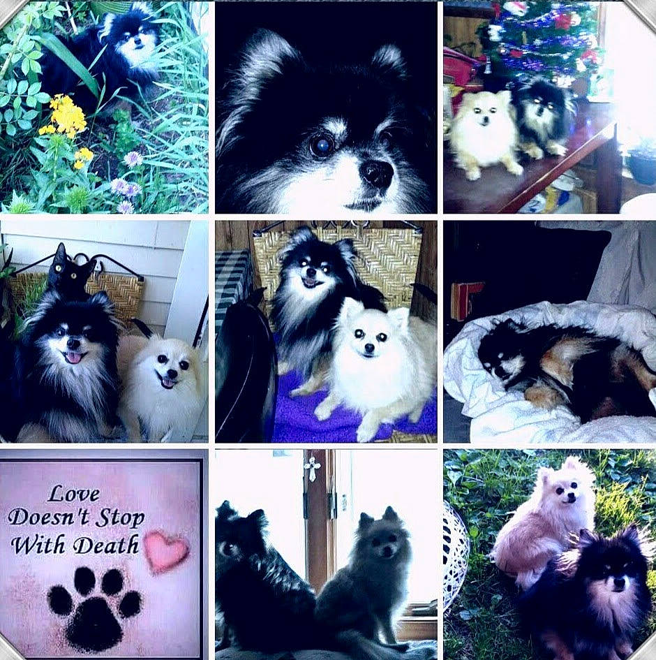 Lilyauna is registered to the contest to win money with this photo: blue, carnivore, cat, collage, companion_dog, dog, felidae, font, green, mammal, organism, photo_caption, photograph, small_to_medium_sized_cats, snapshot, snout, textile, vertebrate, whiskers, white