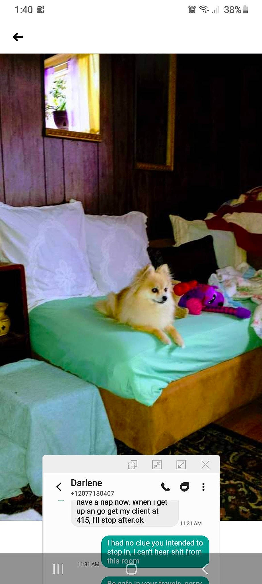 Lilyauna joined the competition — help win amazing prizes! bed, bedroom, carnivore, comfort, companion_dog, dog, dog_breed, dog_supply, fawn, furniture, hardwood, interior_design, lamp, linens, picture_frame, pillow, rectangle, room, window, wood