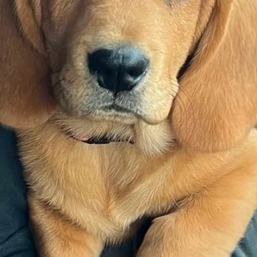 Josephine is registered to the contest to win money with this photo: adorable, animal, close_up, collar, companion, cute, dog, face, fluffy, friend, fur, golden_brown, indoors, mammal, paws, pet, puppy, relaxed, sleepy, young