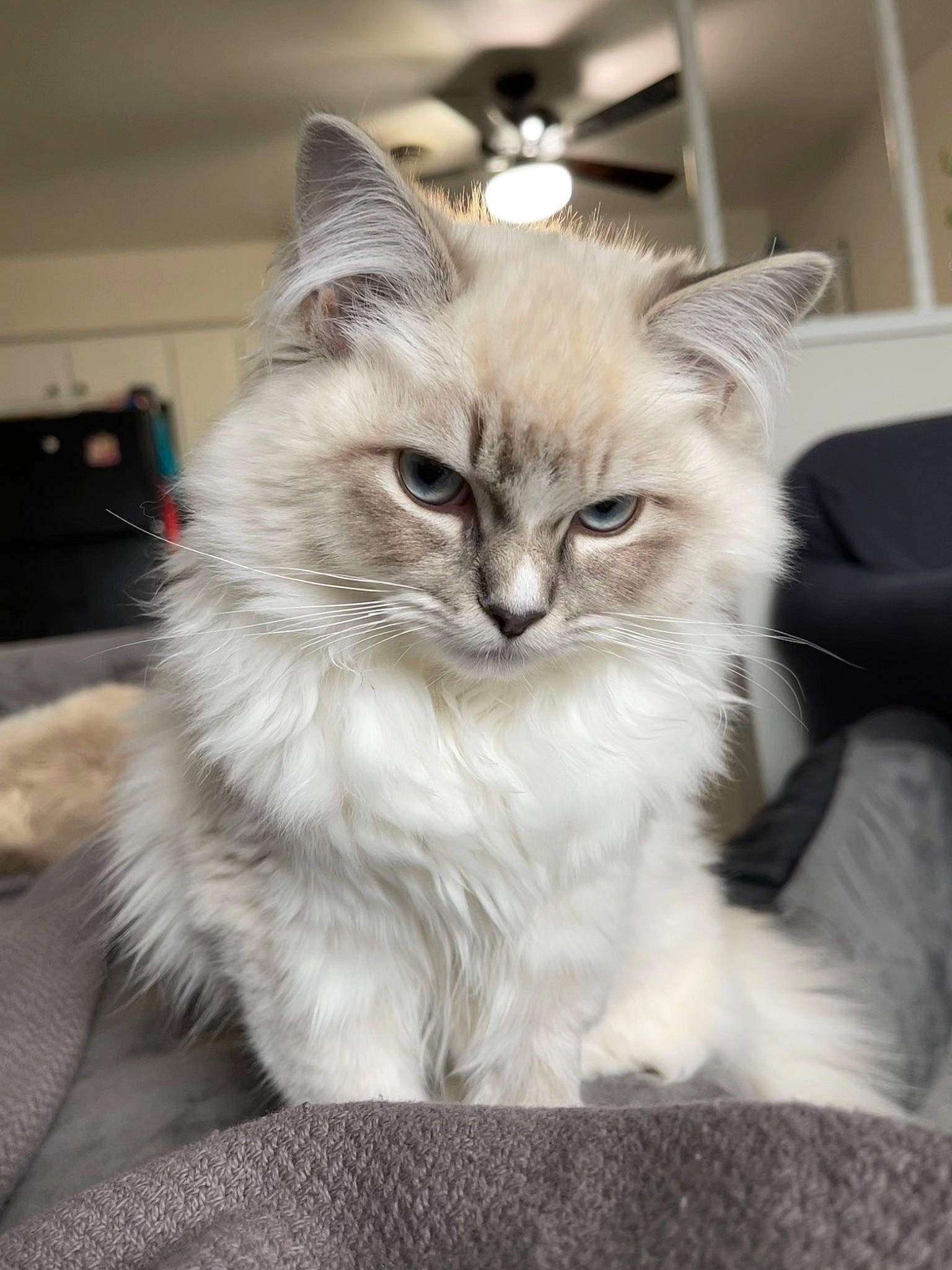 Cynthia joined the competition — help win amazing prizes! box, british_longhair, carnivore, cat, claw, couch, fashion_accessory, fawn, felidae, fur, iris, norwegian_forest_cat, paw, persian, plant, ragdoll, small_to_medium_sized_cats, snout, tail, whiskers