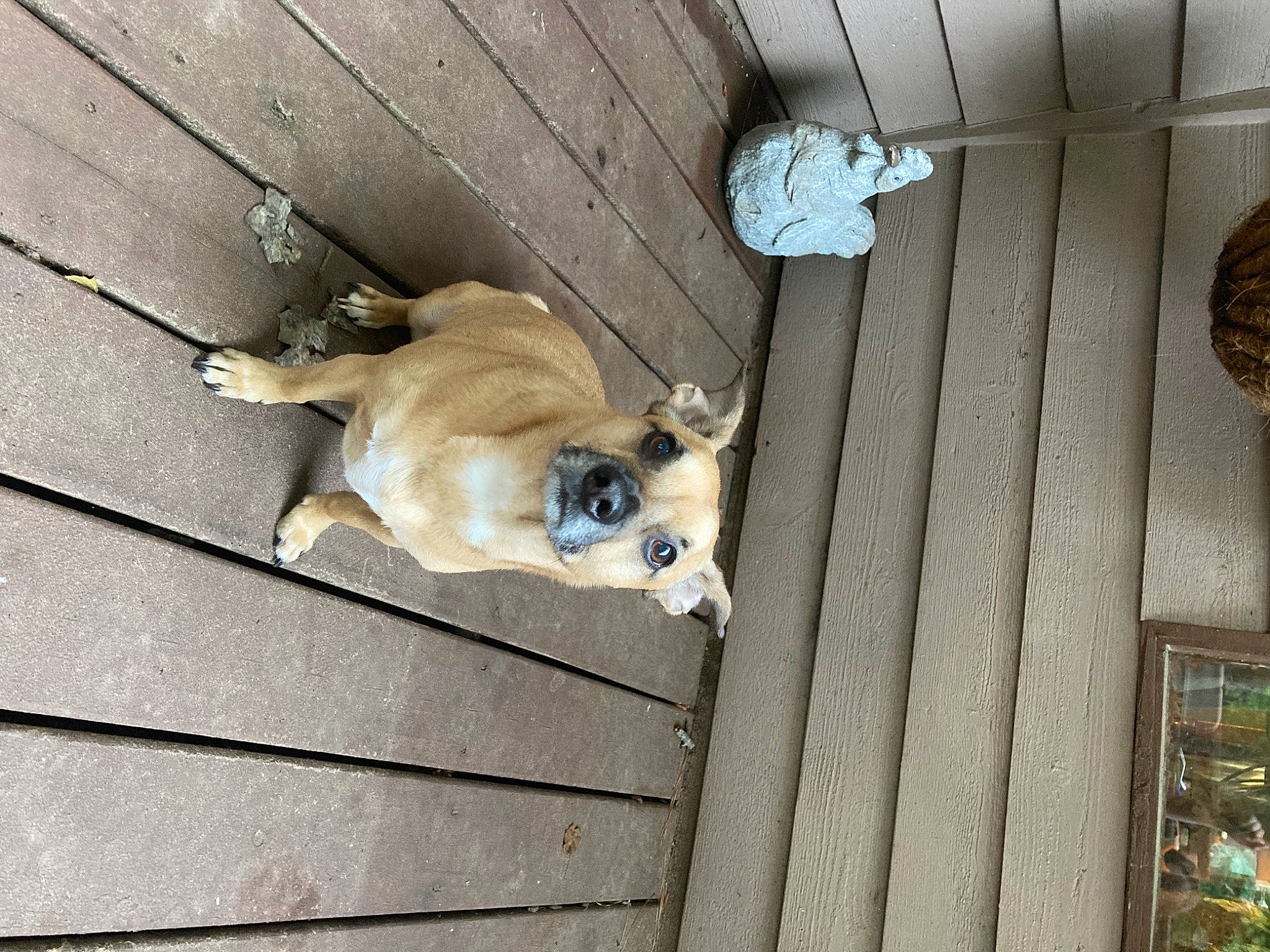 Loki is registered to the contest to win money with this photo: ancient_dog_breeds, animal_shelter, building, carnivore, companion_dog, dog, dog_breed, dog_collar, dog_supply, fawn, non_sporting_group, sporting_group, tail, toy_dog, wood