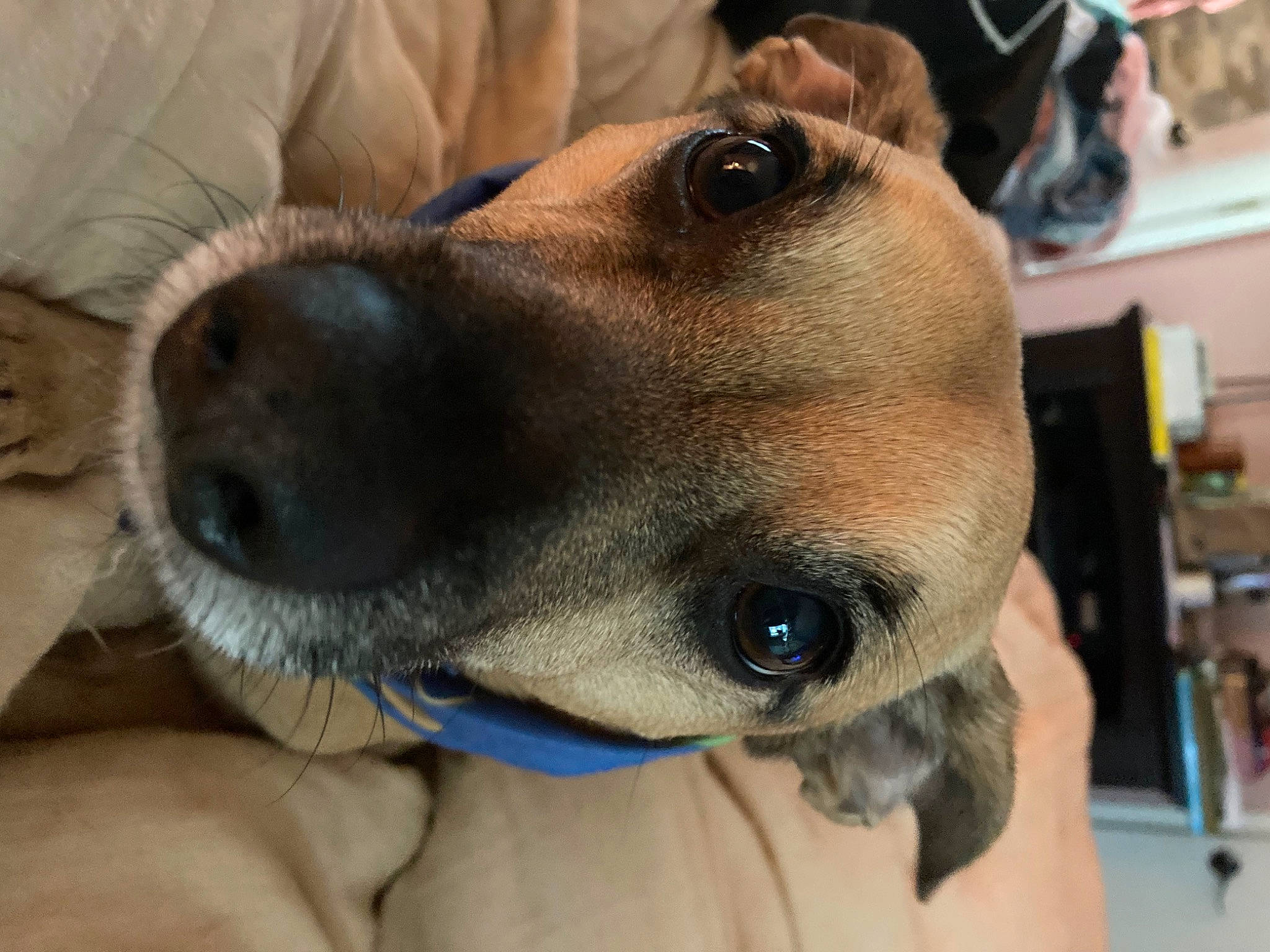 Loki is registered to the contest to win money with this photo: bookcase, canidae, carnivore, collar, companion_dog, dog, dog_breed, dog_collar, ear, fawn, fur, head, jaw, pet_supply, selfie, shelf, snout, sporting_group, whiskers, working_animal