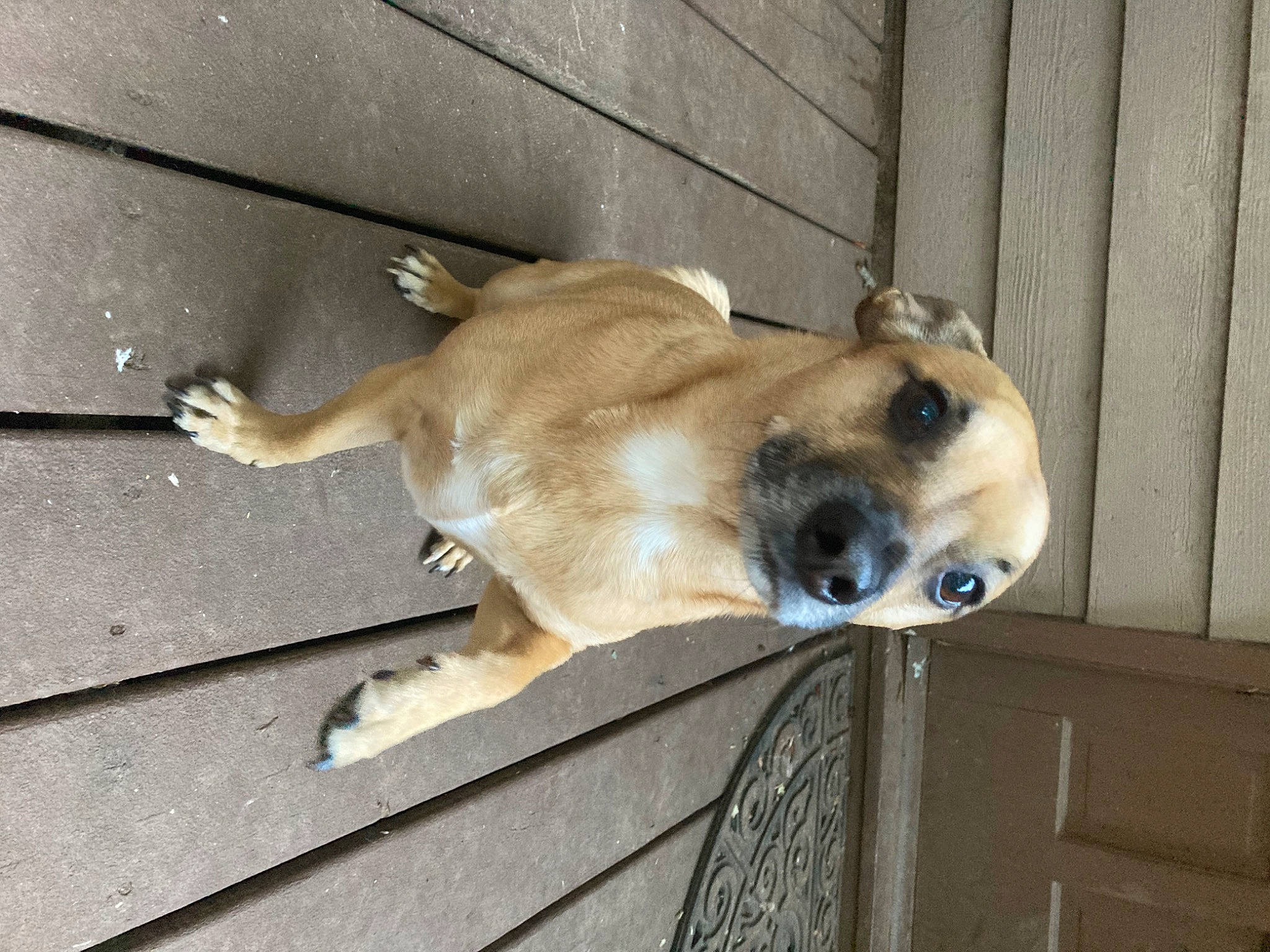 Loki joined the competition — help win amazing prizes! canidae, carnivore, collar, companion_dog, dog, dog_breed, dog_supply, fawn, fur, mammal, non_sporting_group, paw, pet_supply, sporting_group, tail, terrestrial_animal, whiskers, wood, working_animal