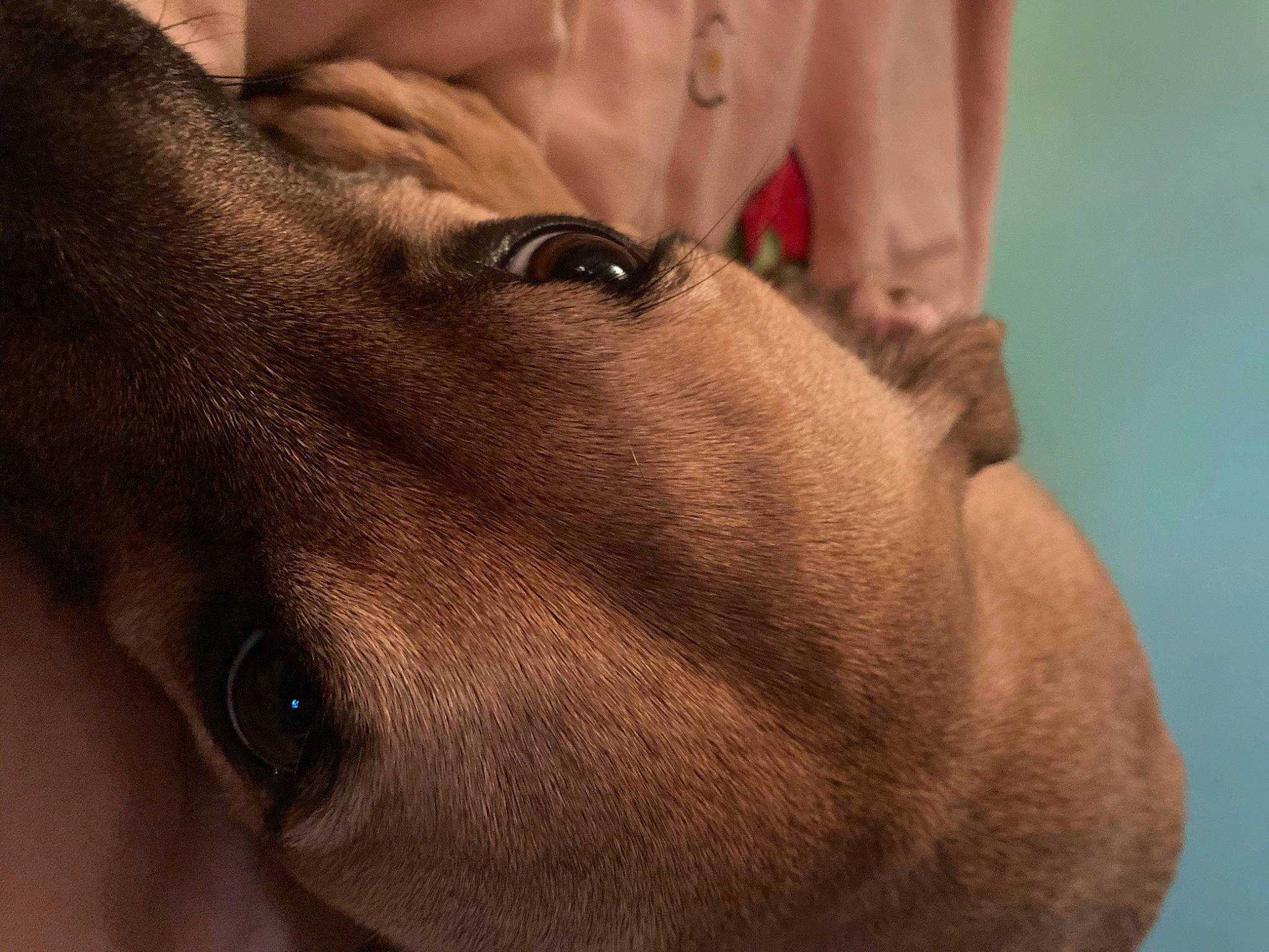 Loki joined the competition — help win amazing prizes! canidae, carnivore, chest, close_up, companion_dog, dog, dog_breed, ear, eyelash, fawn, gesture, jaw, liver, snout, sporting_group, trunk, whiskers, working_animal, wrinkle, wrist